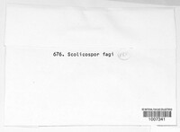 Image of Scolicosporium fagi